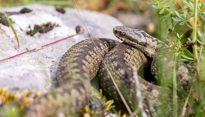 PNA Vipères de France hexagonale 2025-2030 : la déclinaison régionale est lancée